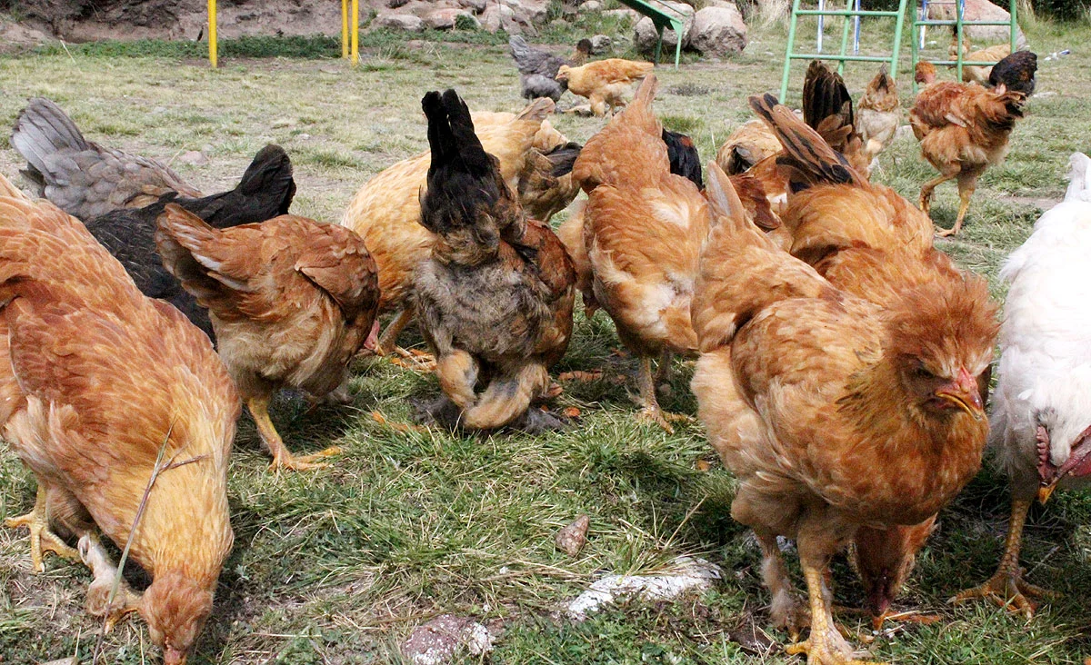 Un gallinero para Rivera Coilata